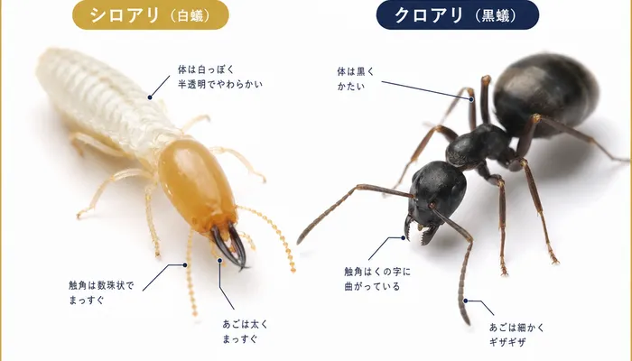 シロアリとクロアリの違い